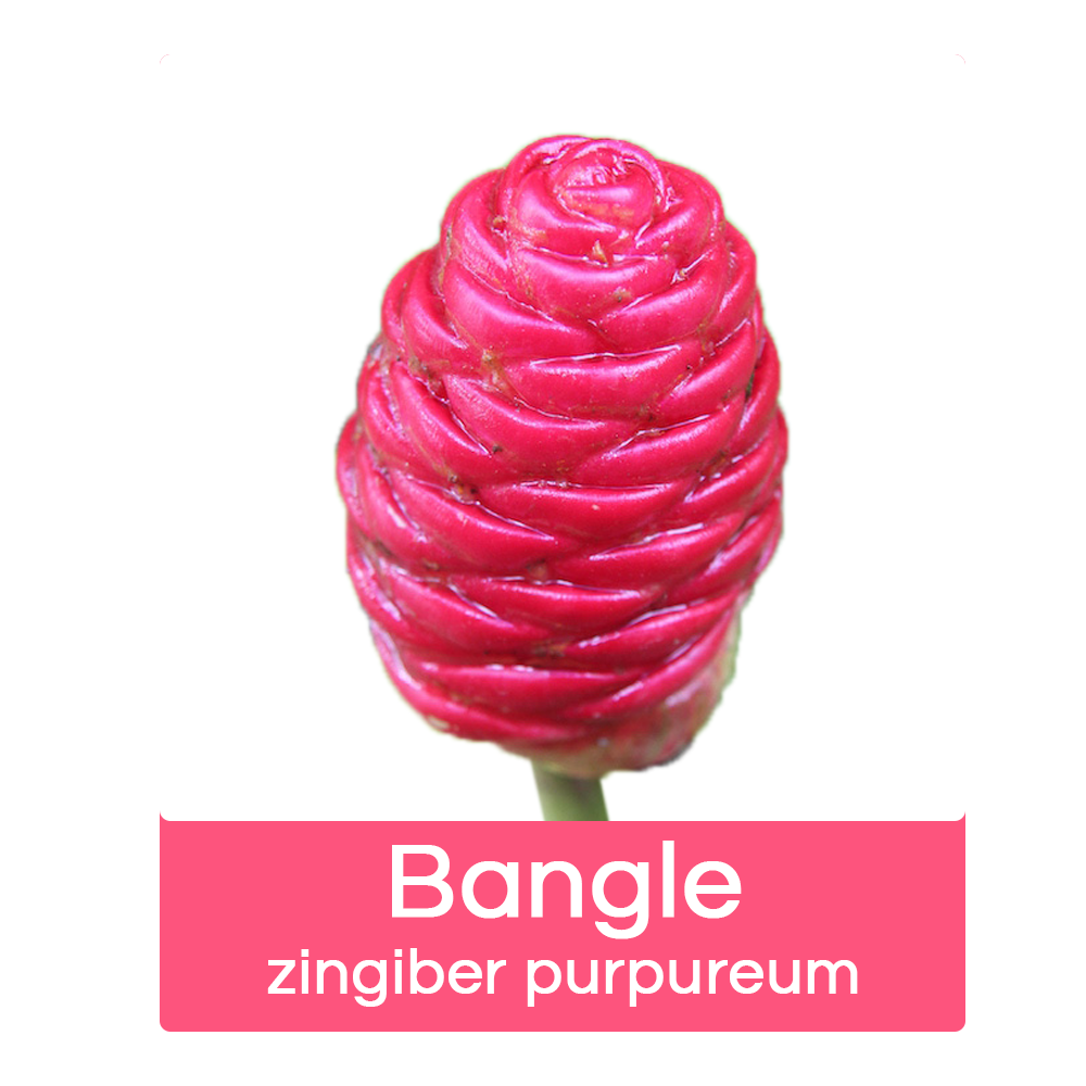 Bangle-1.png