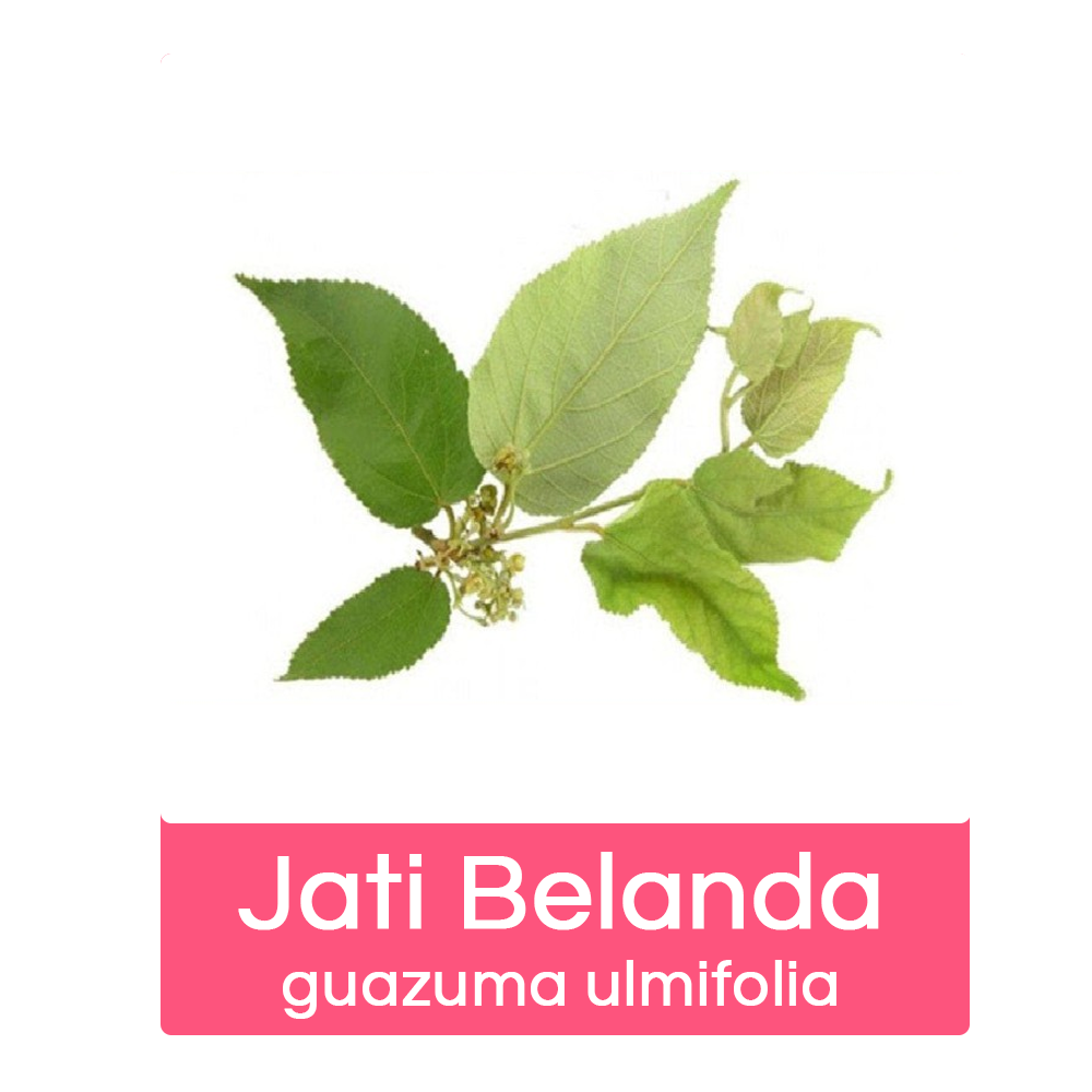 Jati-belanda-1.png